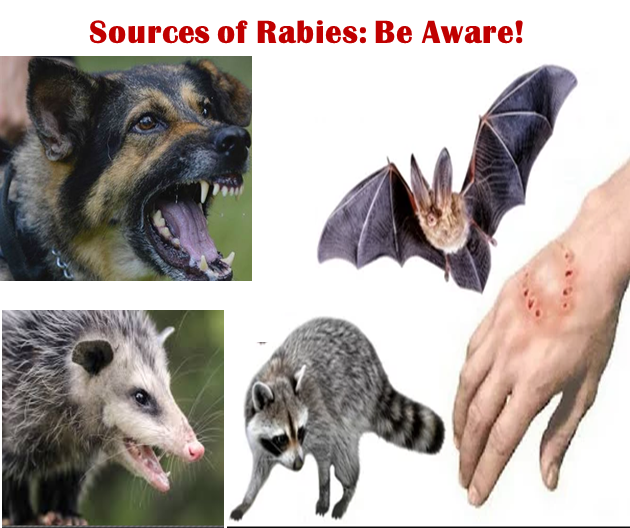 Rabies sources